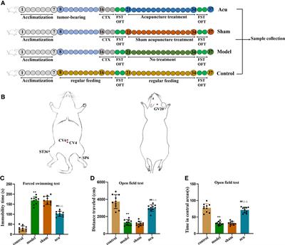 Acupuncture ameliorates breast cancer-related fatigue by regulating the gut microbiota-gut-brain axis